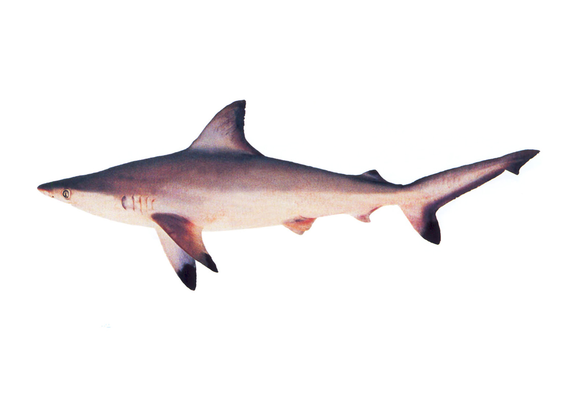 spot tail shark - Nilgoon Chabahar Sea